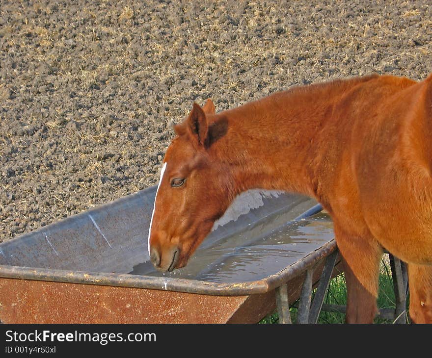 Horse drinking water. Horse drinking water