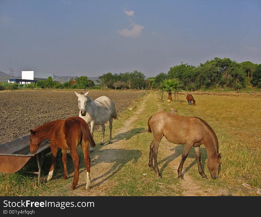 Horse Farm