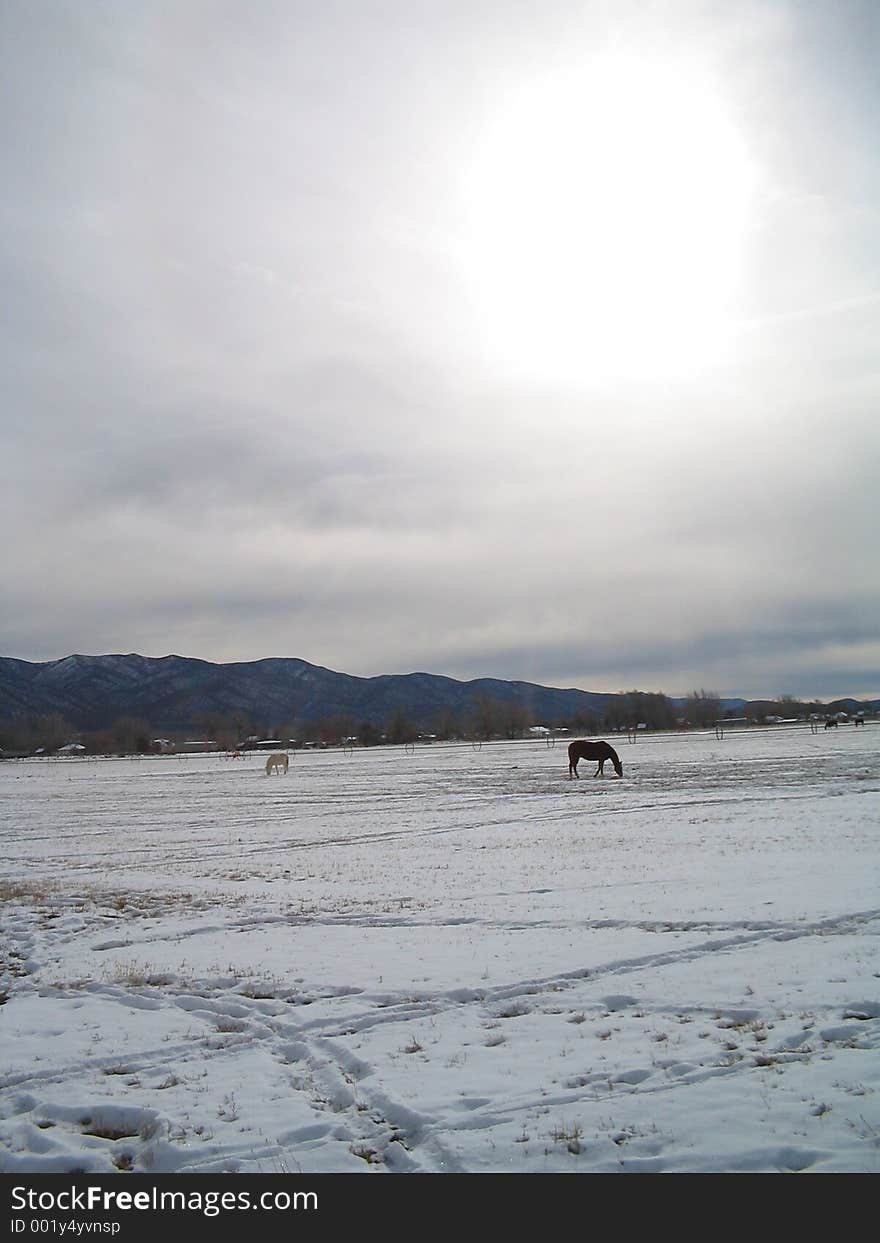 Horses And Snow