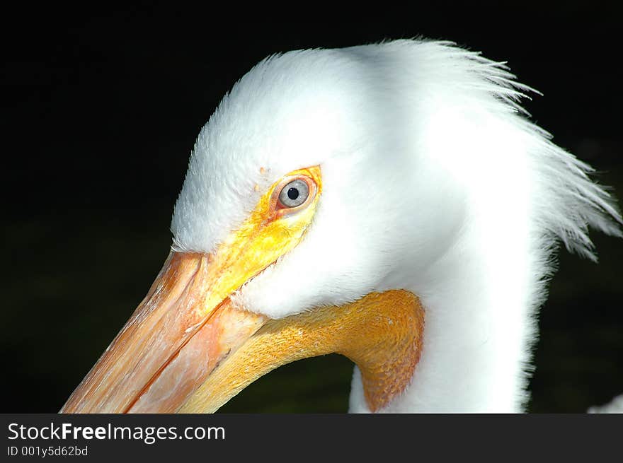 Pelican head close-up, in sunny day