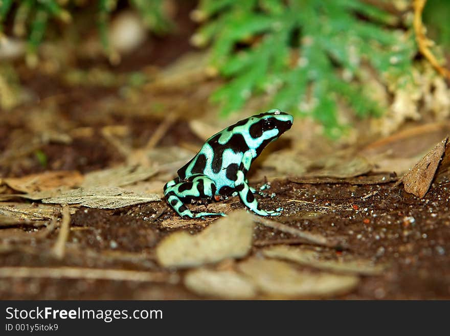 green dendrobate close-up