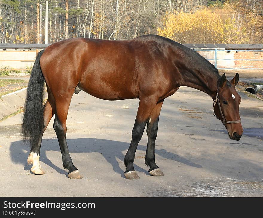 An exterier of a bay Orlov trotter. An exterier of a bay Orlov trotter