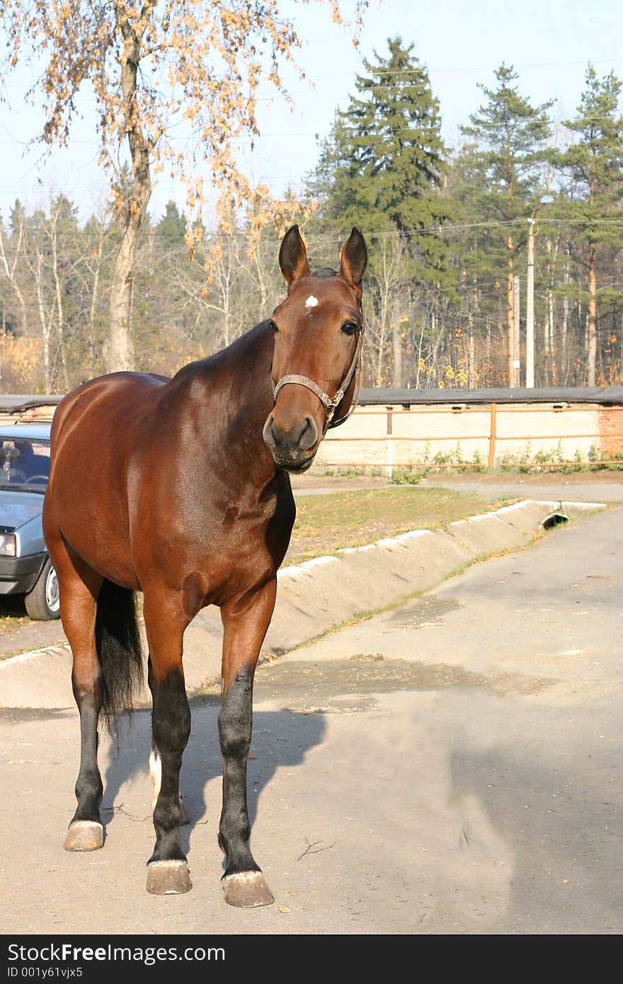 An Orlov Trotter Looking Forward