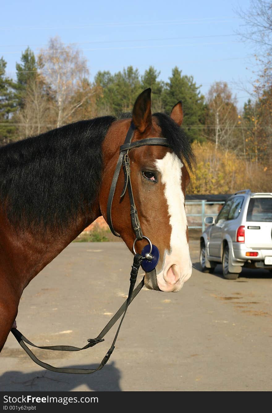 An Orlov trotter on the road, headshot. An Orlov trotter on the road, headshot