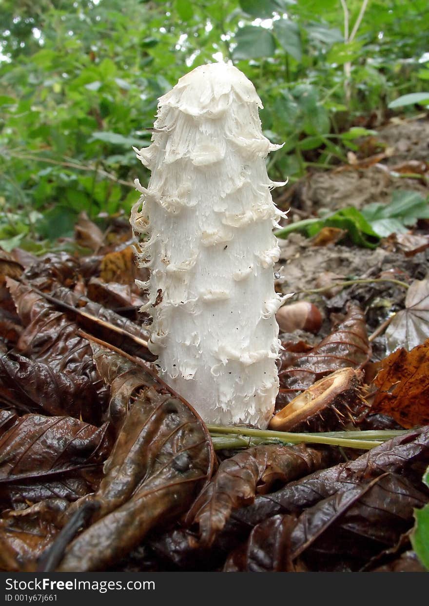 Shaggy Mushroom