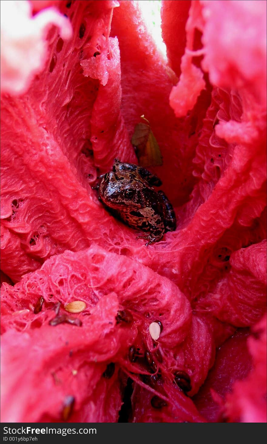 The frog in water melon. The frog in water melon