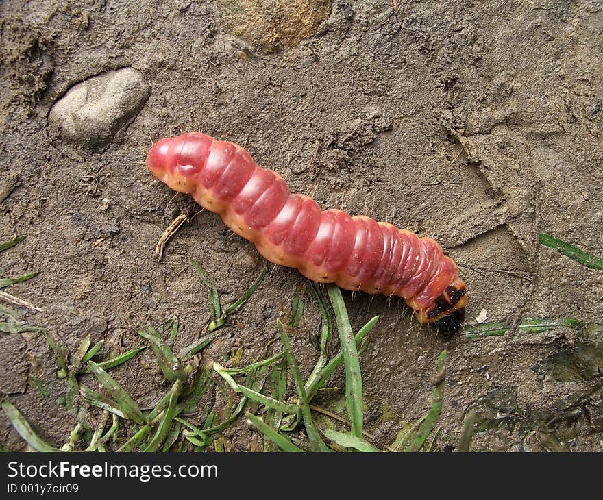 Red caterpillar