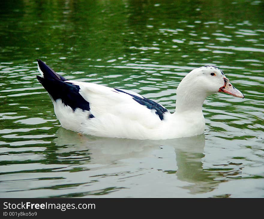 White duck swimming in a pond.