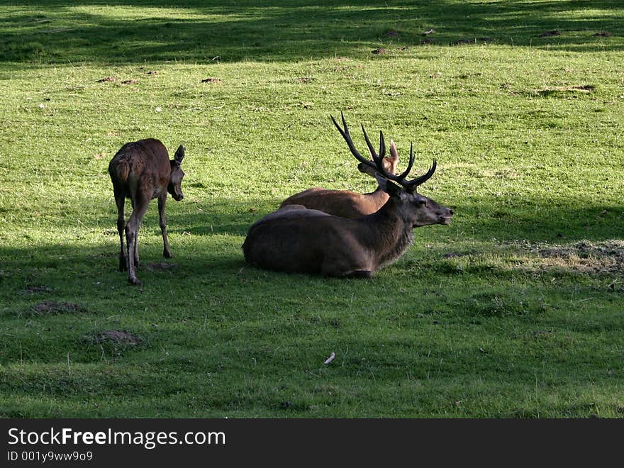 Deer Family