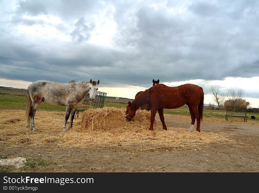 Two horses