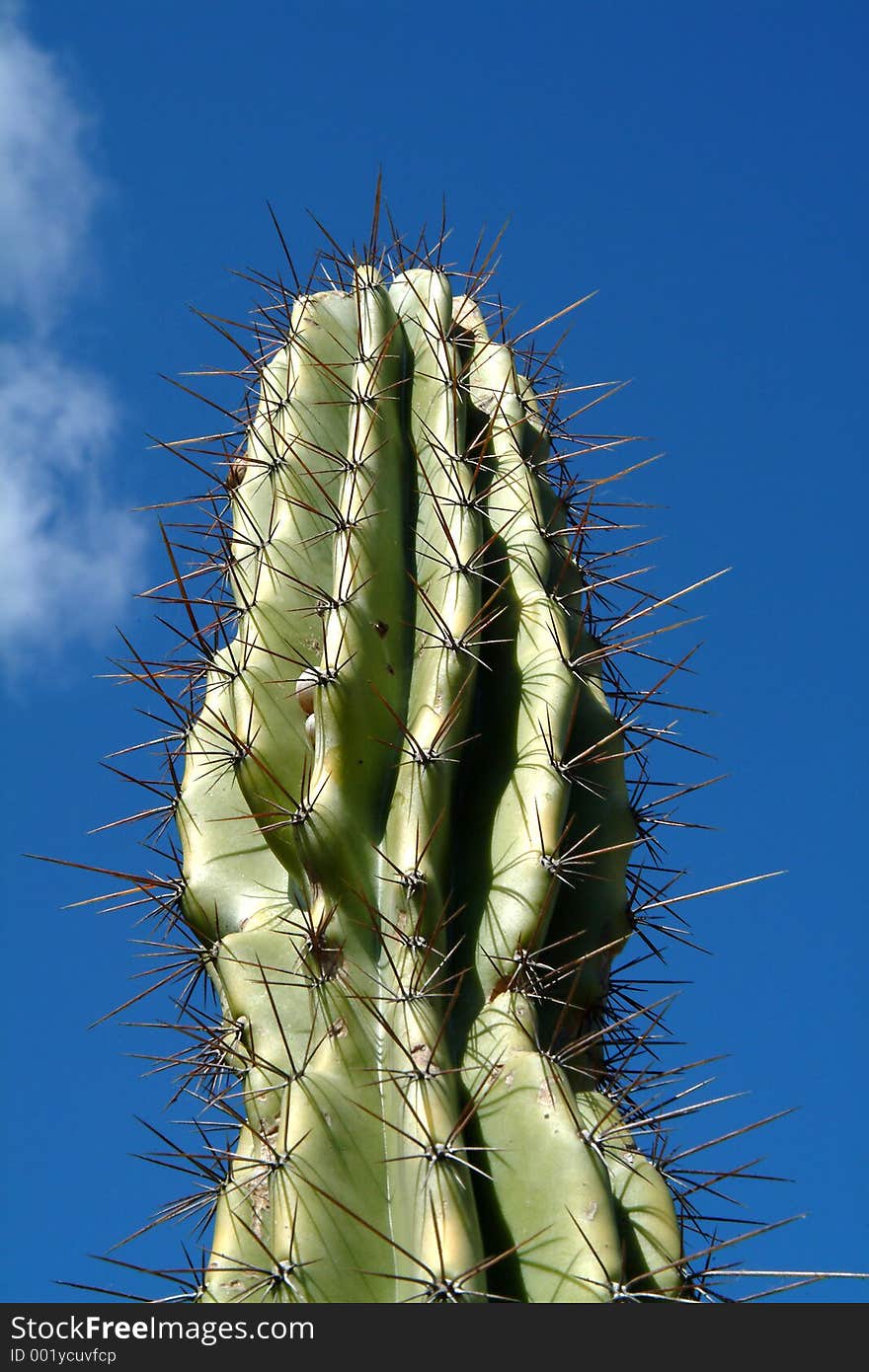 Cacti and sky. Cacti and sky