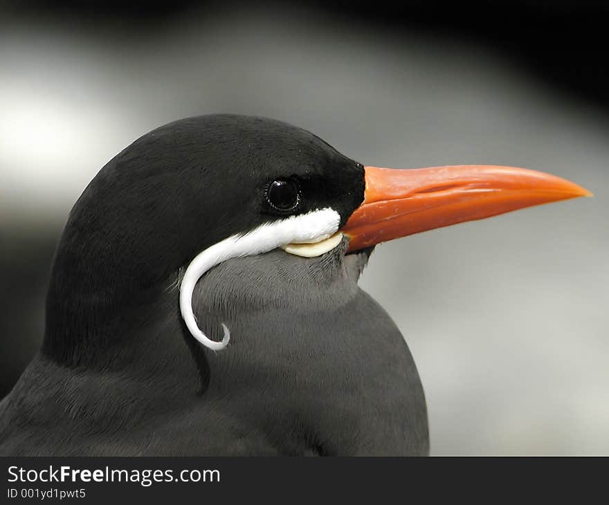 Bird with mustaches