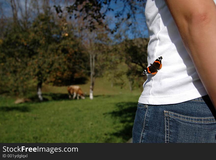 Butterfly on a white tshirt with a cow grazing in the background. Butterfly on a white tshirt with a cow grazing in the background.