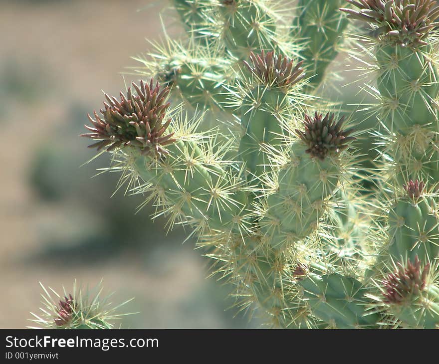 Cactus plant at Grand Canyon