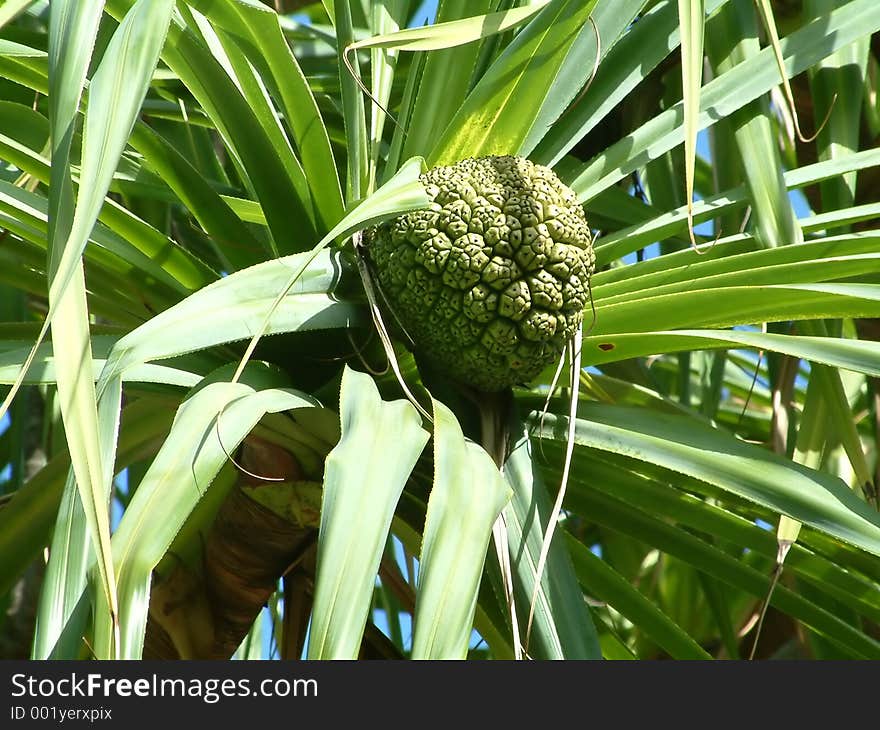 Odd fruit at Taroko Gorge, Taiwan. Odd fruit at Taroko Gorge, Taiwan