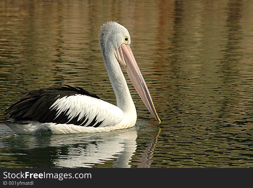 Pelican tranquilly drifting on the sun bathed river.