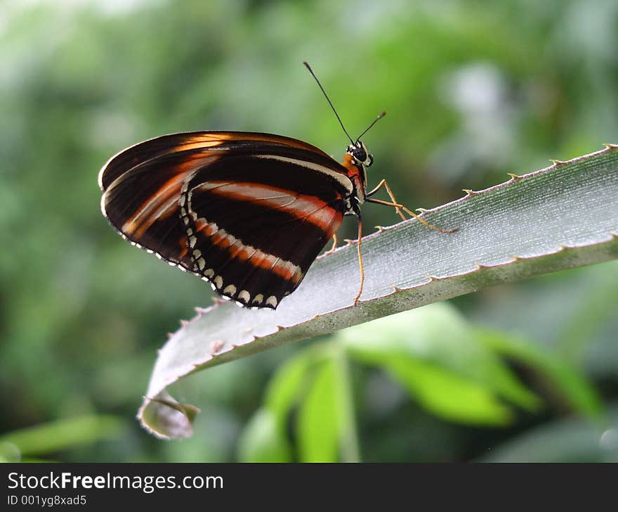 Butterfly on a cactus. Butterfly on a cactus