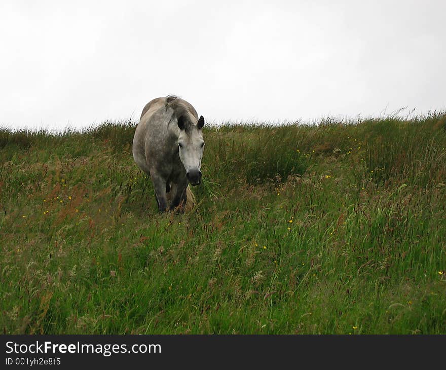 Irish horse in a filed near clifden, connemara