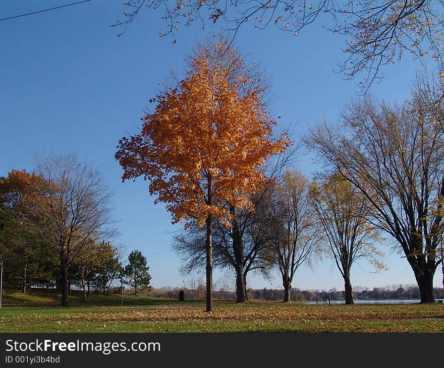 A tree changing color. A tree changing color