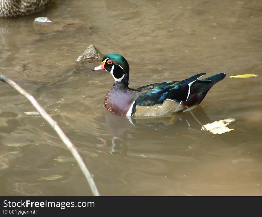 This is a male wood duck.