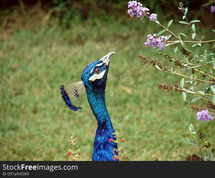 Hungry peacock