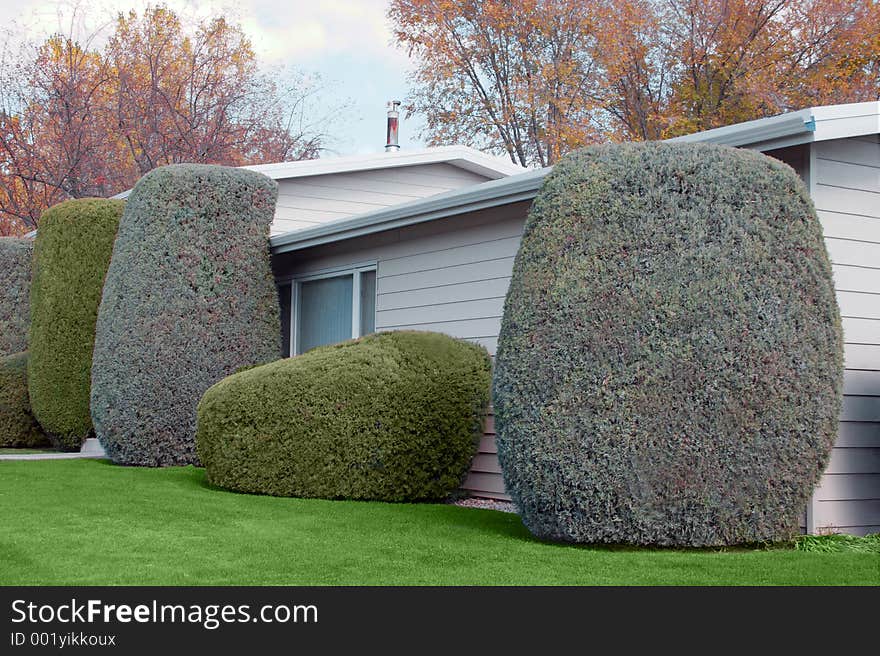 Neatly Trimmed Shrubs