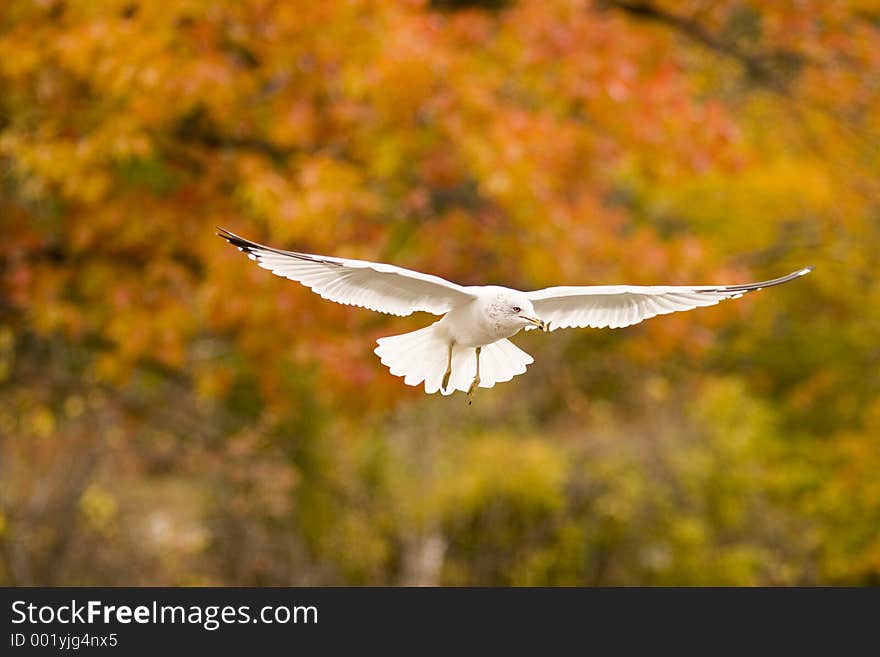 Soaring Seagull