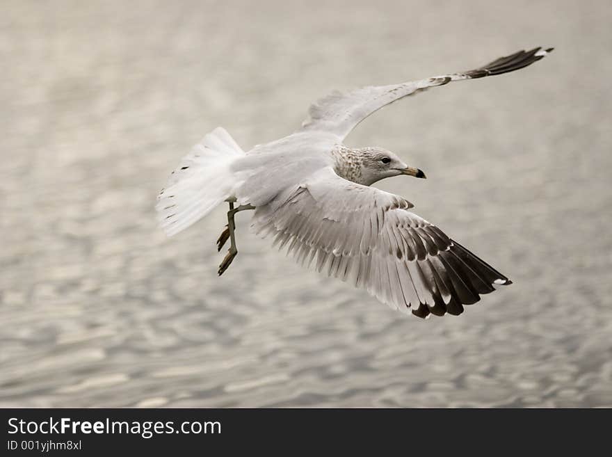 Landing seagull