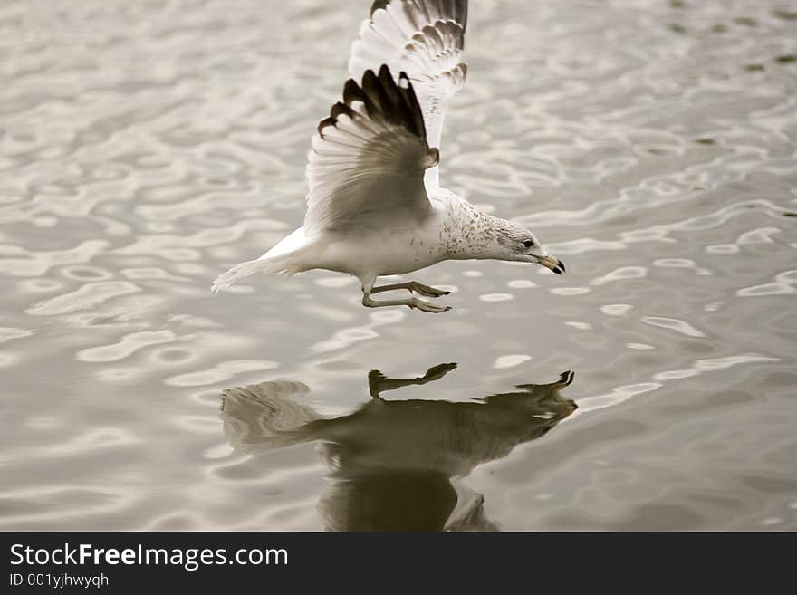 Skimming seagull