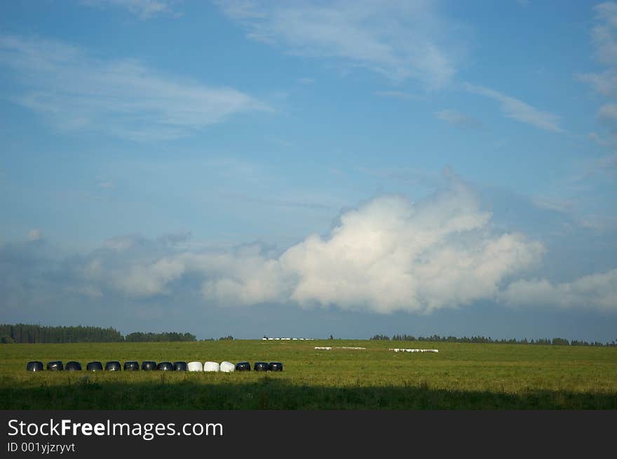 Late Summer Field