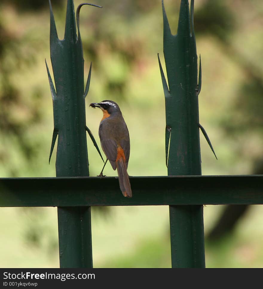 Cape Robin enjoying breakfast on the garden palisade. Cape Robin enjoying breakfast on the garden palisade