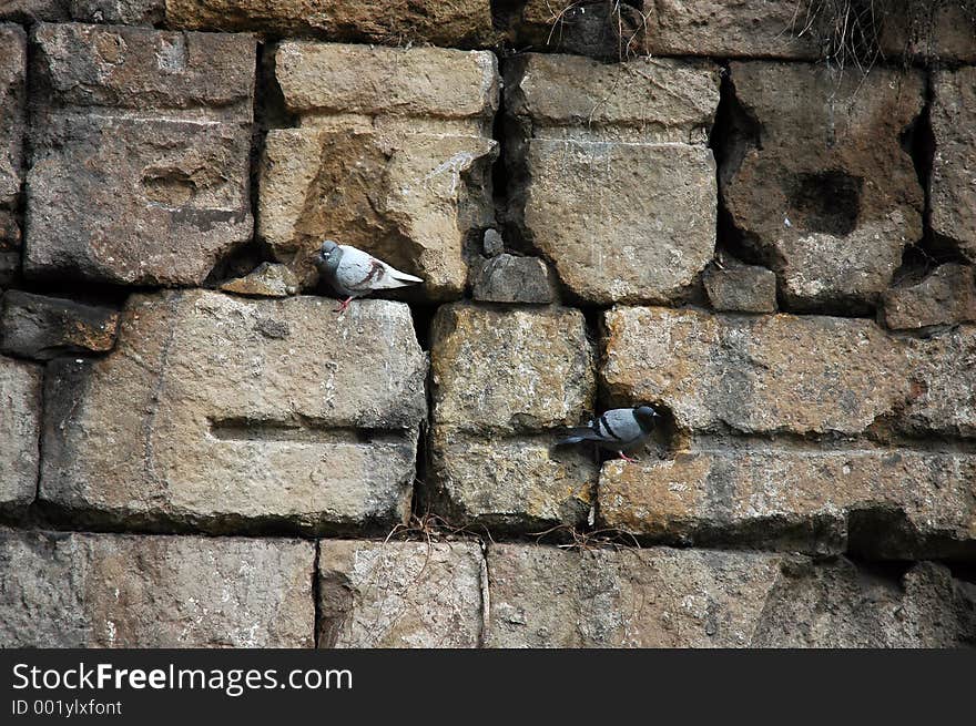 Pigeons in Barcelona. Pigeons in Barcelona