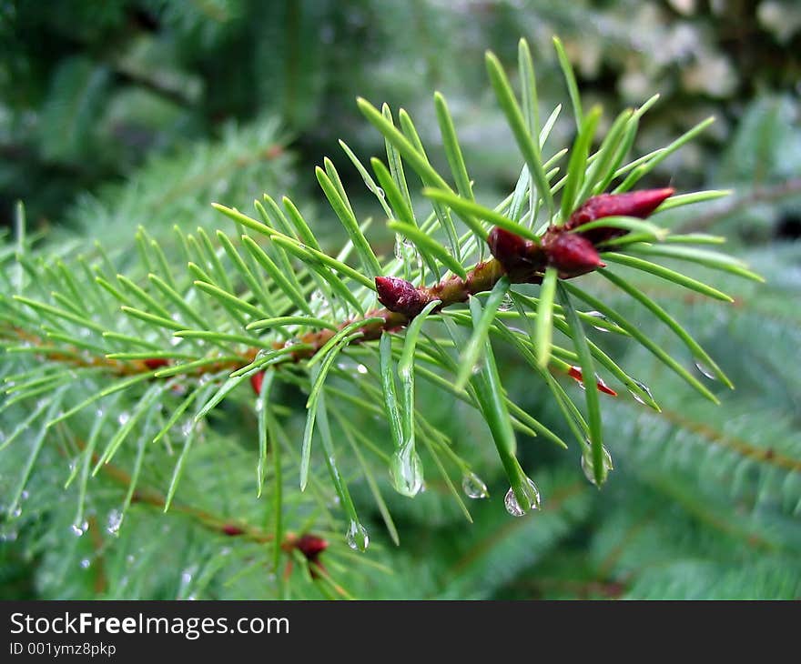 Needles Of A Fir-tree with rain drops