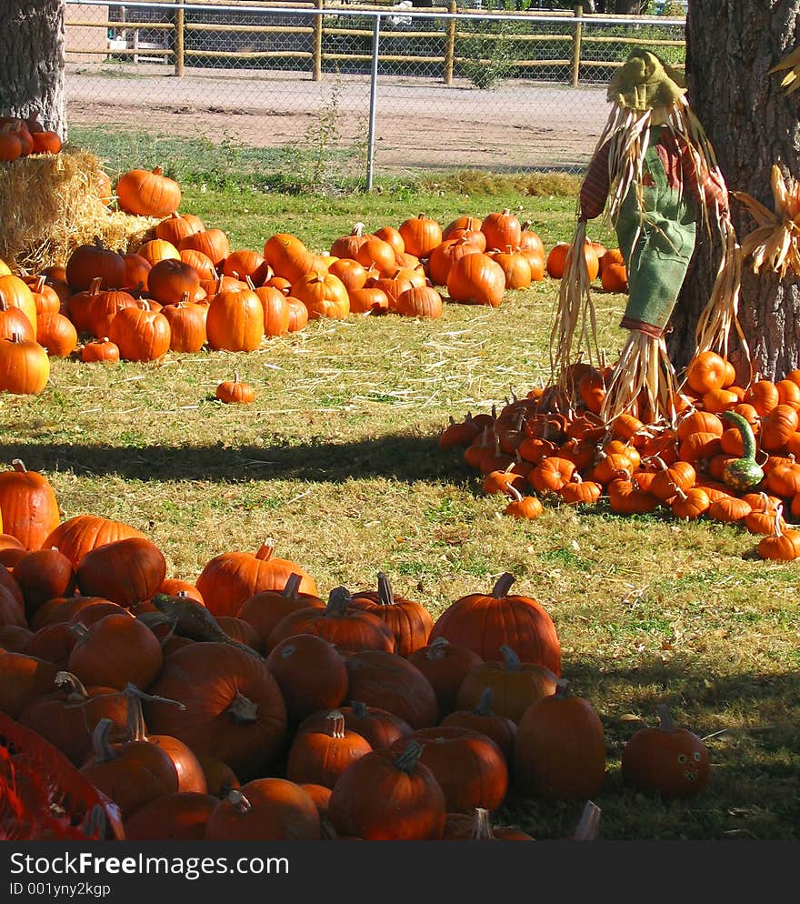 A path through a pumpkin field. This funn image includeds pumpkins both in shadow and in sun light and a scarecrow to boot. Good for the entire fall season of holidays. A path through a pumpkin field. This funn image includeds pumpkins both in shadow and in sun light and a scarecrow to boot. Good for the entire fall season of holidays.