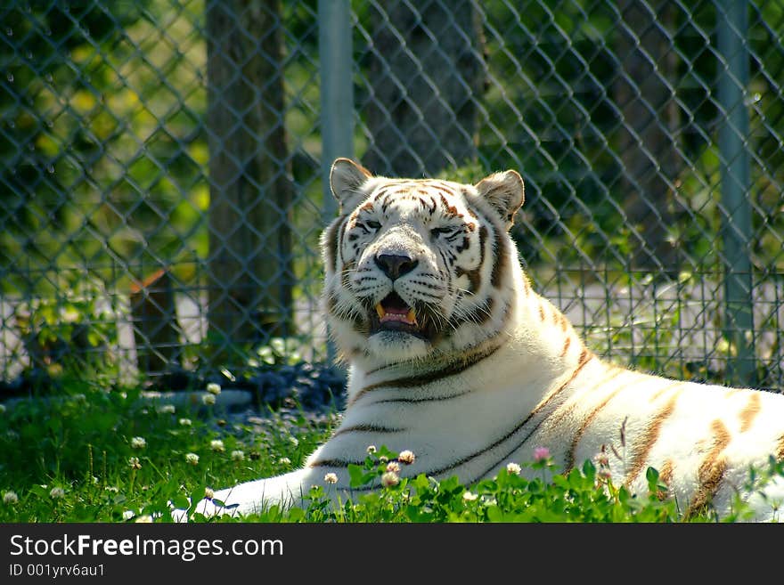 White tiger 5