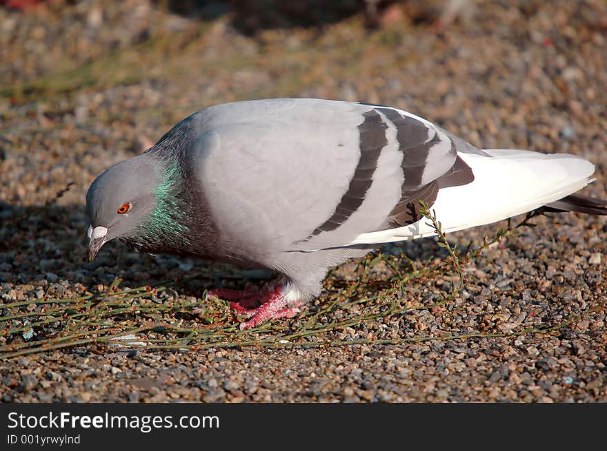 Eating pigeon