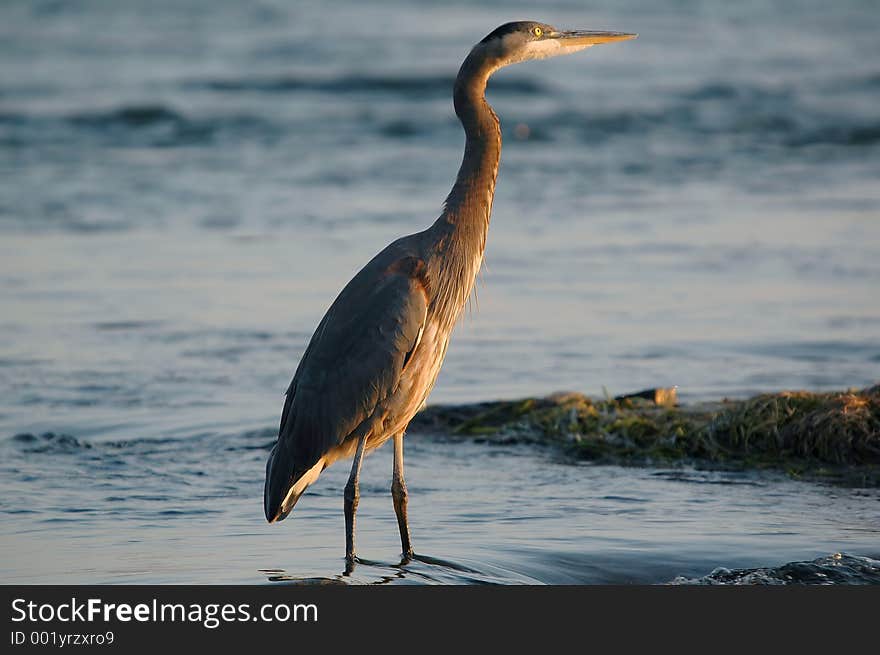 Great blue heron 4