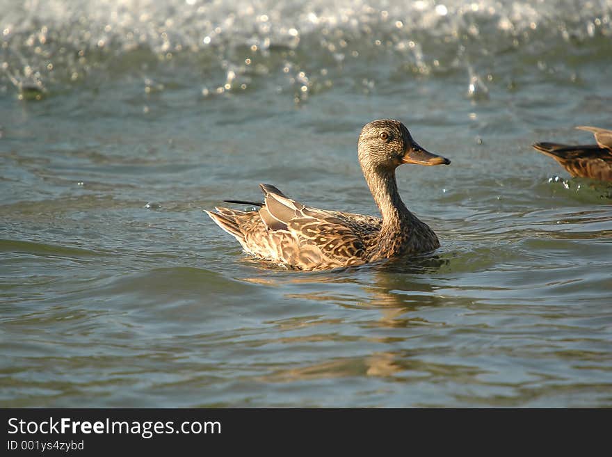 Funny female mallard duck