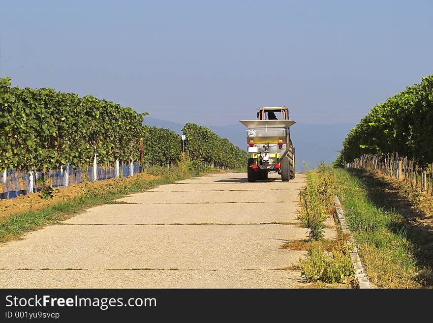 Tractor in wineyards. Tractor in wineyards