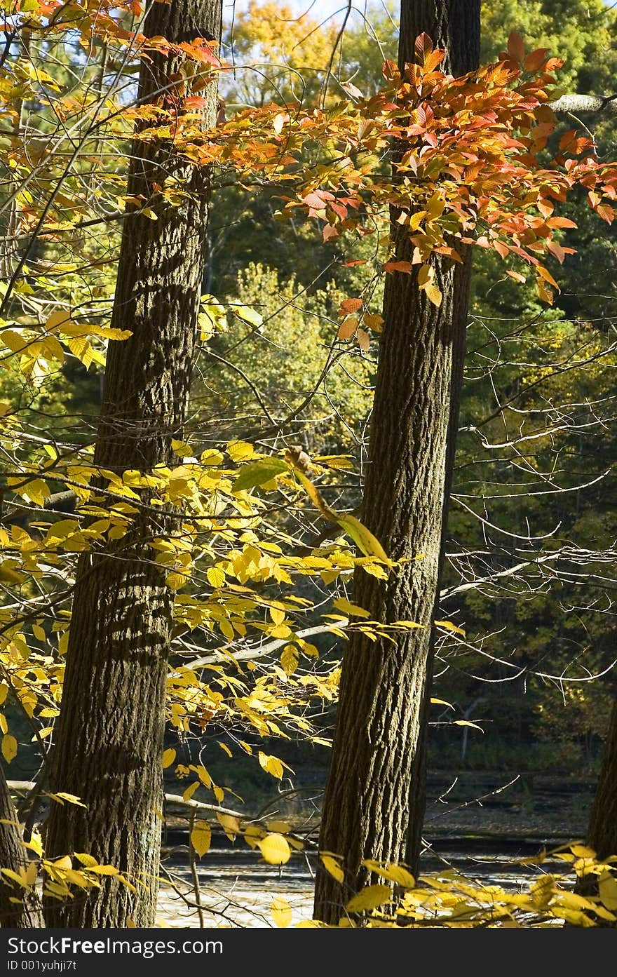 Red and Golden leaves on two trees in Autumn. Red and Golden leaves on two trees in Autumn