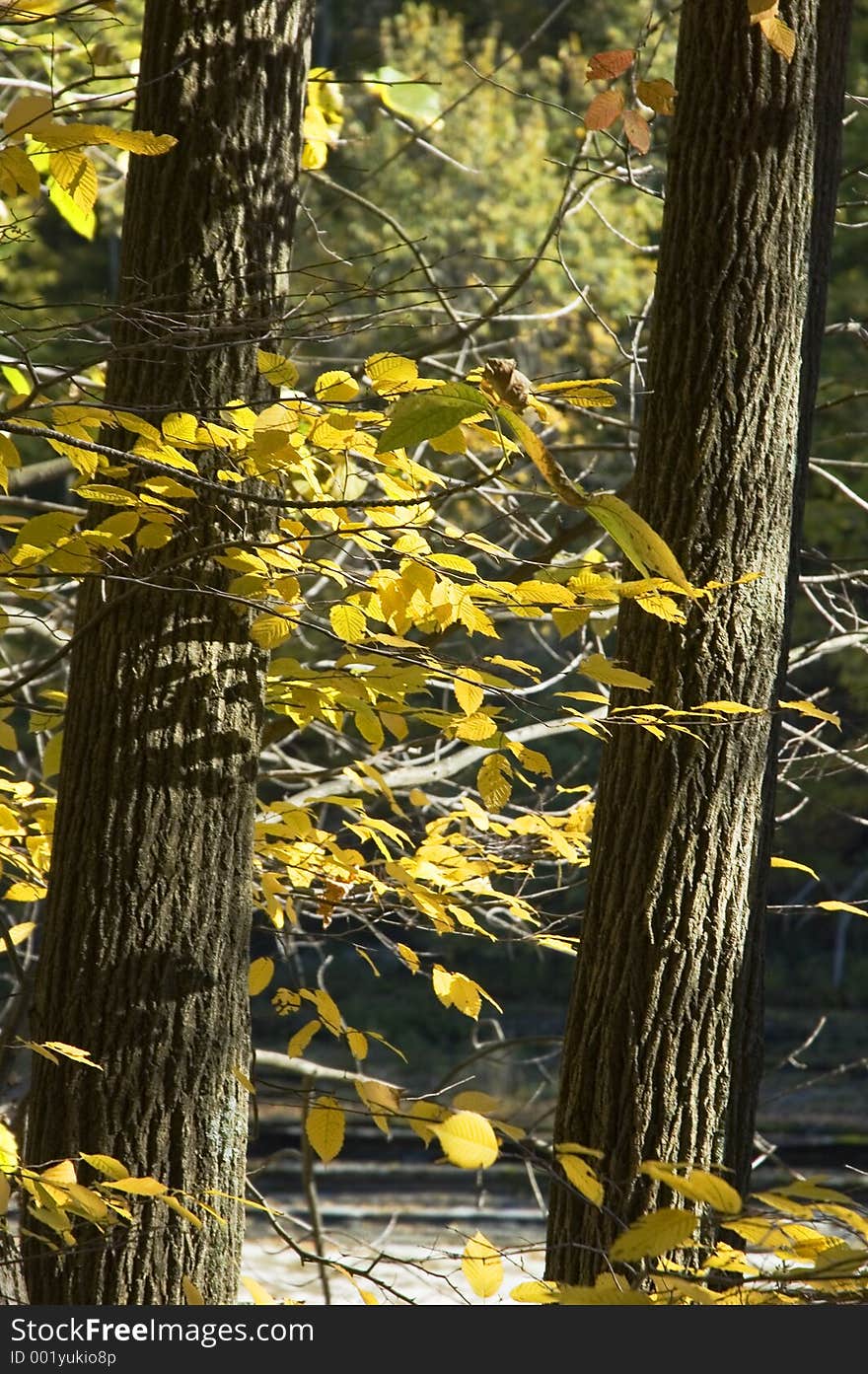 Leaves turning yellow on two trees in Autumn. Leaves turning yellow on two trees in Autumn