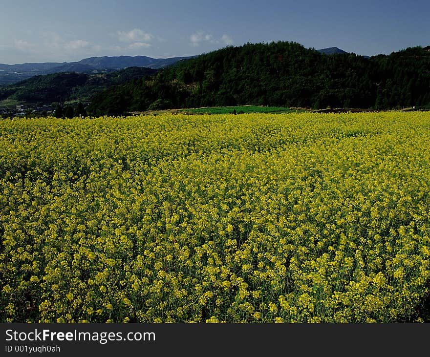 Wild Flowers Image