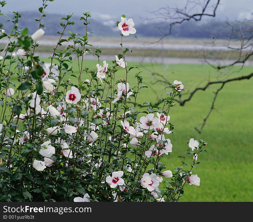 Wild Flowers Image