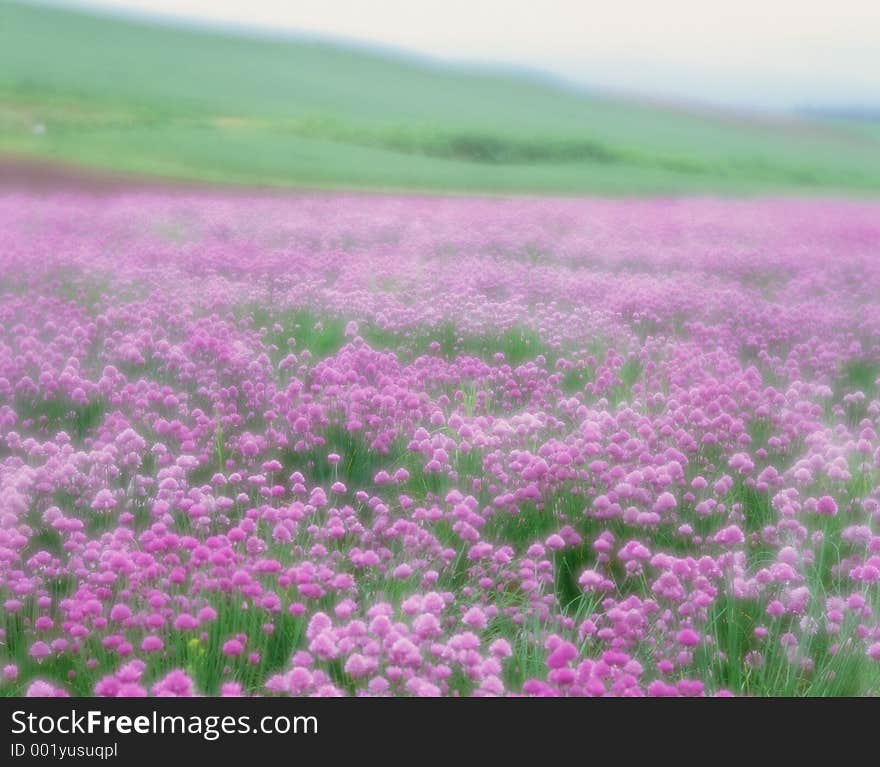 Wild Flowers Image