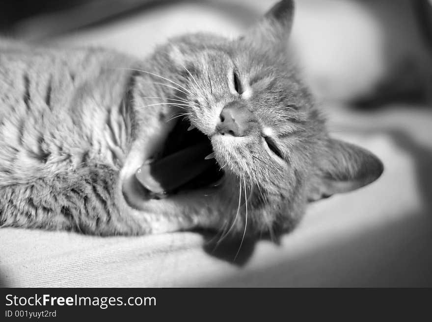 High quality black and white picture of a tabby cat in mid yawn. High quality black and white picture of a tabby cat in mid yawn