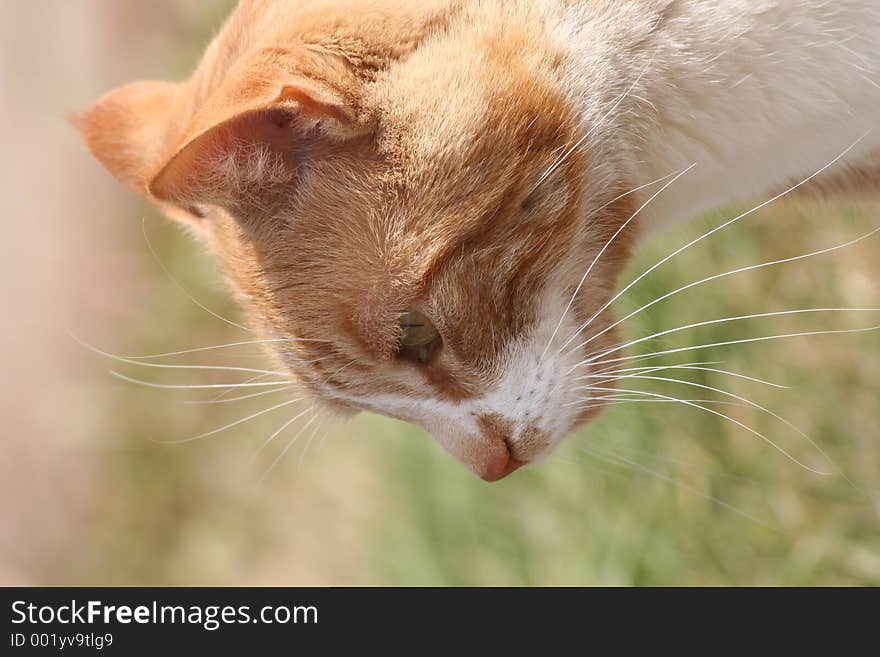 This orange tabby cat's name is not White Whiskers but that's what jumps out at me when I look at this side view portrait.