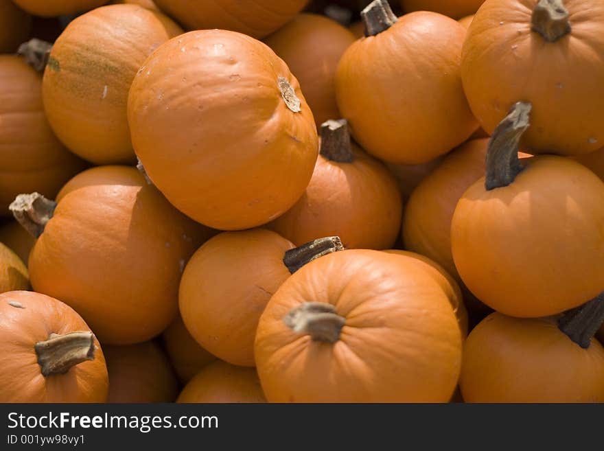 Lots of small pumpkins