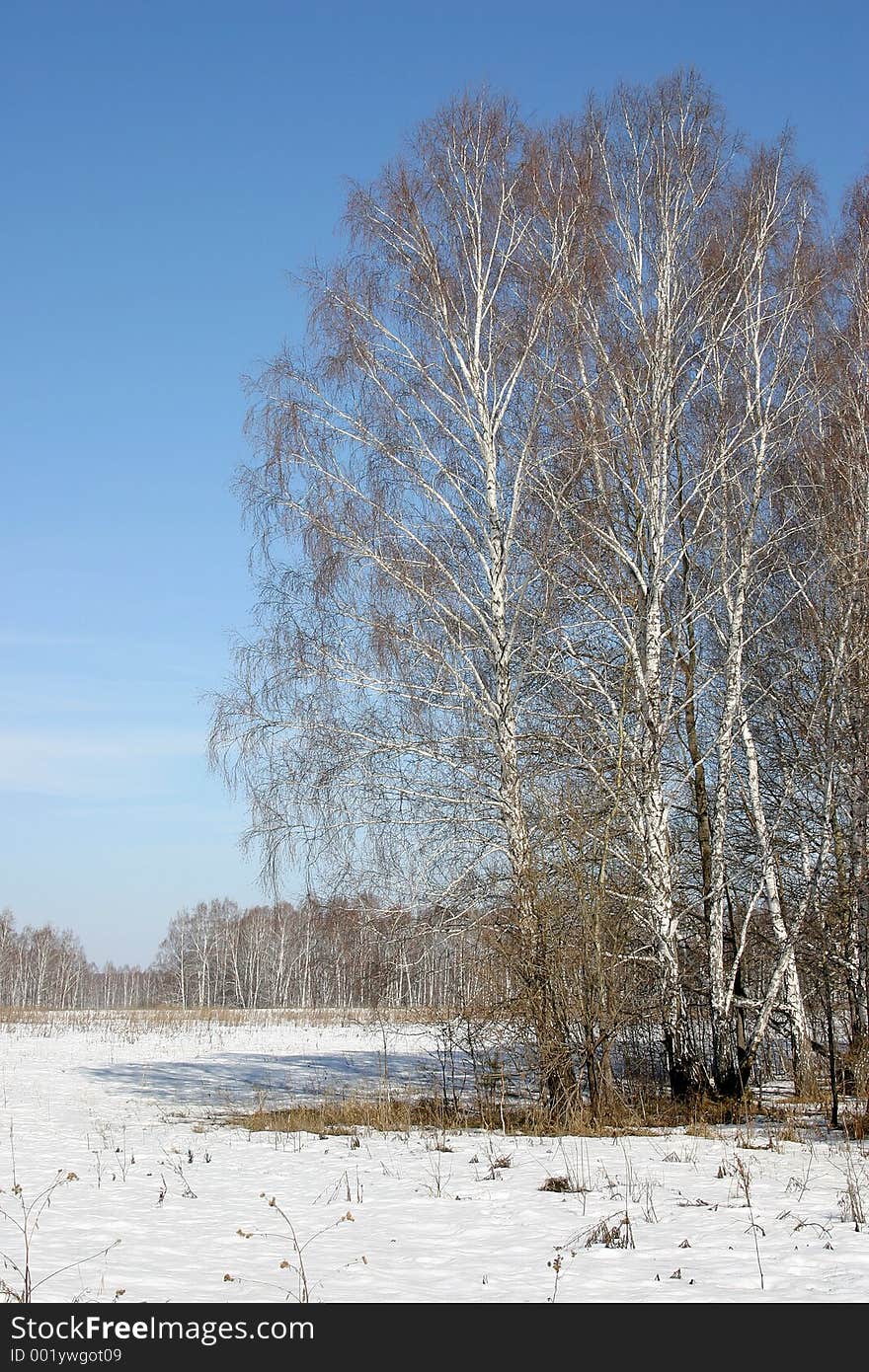 Russian nature. Birch.