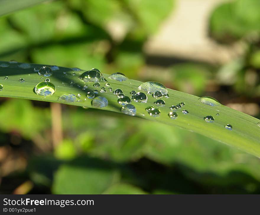 Raind drops on the leaf