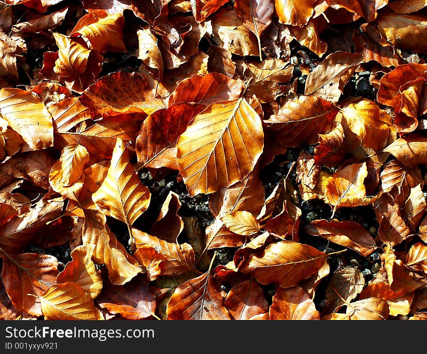 Dry Leaves. Dry Leaves